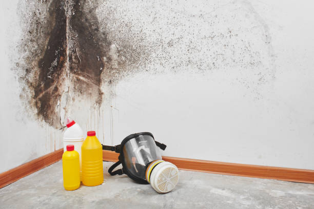 Trusted Johnstown, NY Mold Removal Experts