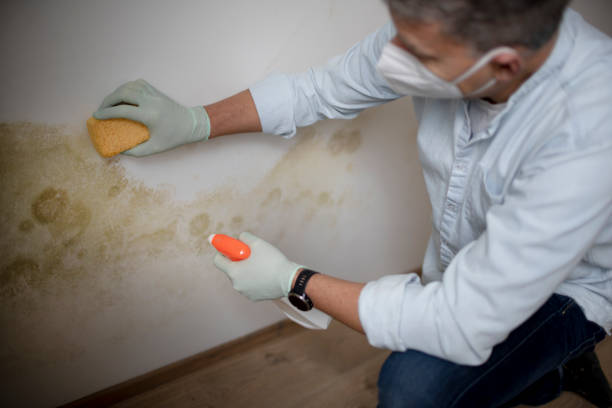 Best Mold Removal Company Near Me  in Johnstown, NY