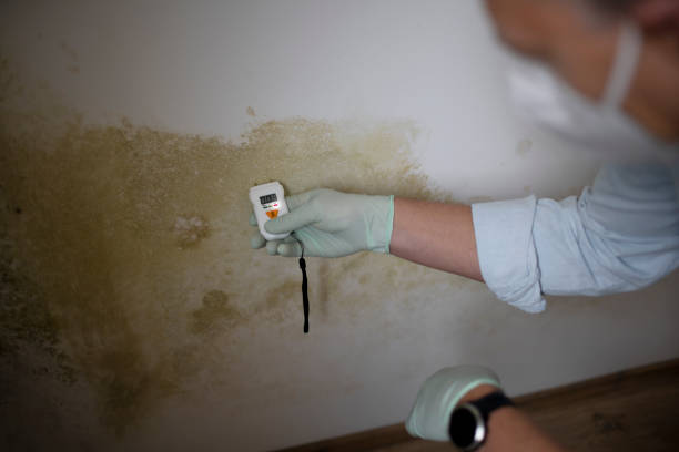 Best Mold Removal and Inspection  in Johnstown, NY