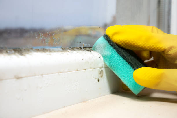 Mold Testing and Removal in Johnstown, NY