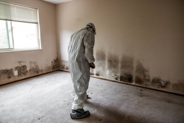 Best Mold Cleaning Services  in Johnstown, NY