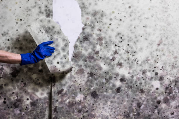 Best Black Mold Removal  in Johnstown, NY