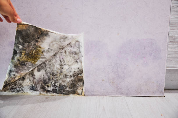 Best Mold Remediation  in Johnstown, NY